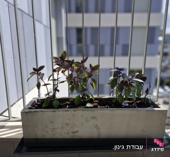 אדנית במרפסת עם צמחים ומערכת השקיה בטפטוף